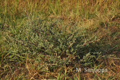 Indigofera oblongifolia
